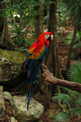 Scarlet macaw - national bird of Honduras