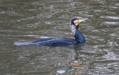 A cormorant in breeding plumage swimming in a lake. 