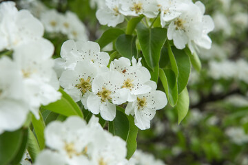 Photo of a branch of a flowering apple tree in the garden. Apple tree spring flowers