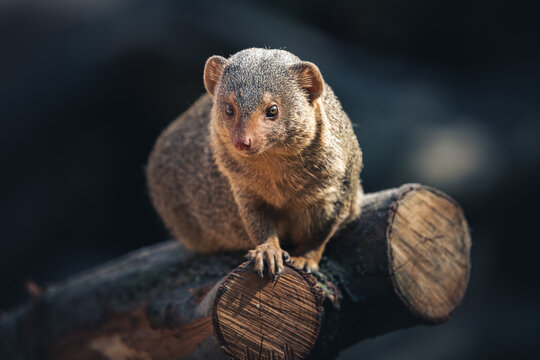 Close Up of a dwarf mangoose