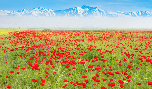 Beautiful landscape with field of red poppies, white snowy mountains in the background