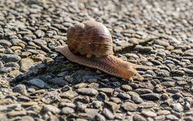 Schnecke auf  Futtersuche