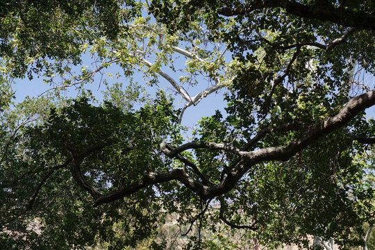 Spring skyscape, looking up at bright blue sky through a tangle of green coast oak tree branches, Southern California.