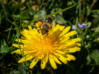 Honeymaker