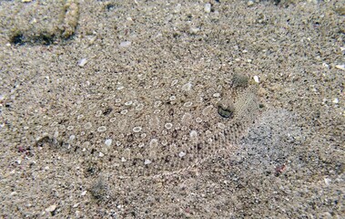Closeup of a Peacock Flounder Bothus mancus hidden camouflaged  in the reef on the bottom of the ocean
