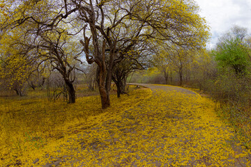 Fototapeta premium FLOWERS AND TREES