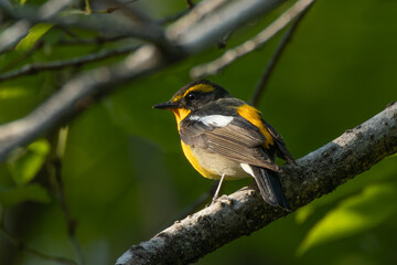 夕日を見つめるキビタキの雄