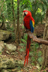 Scarlet macaw - national bird of Honduras