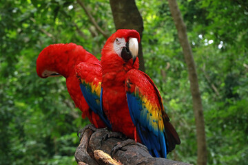 Scarlet macaw - national bird of Honduras