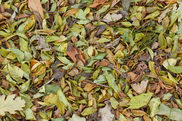 Autumn leaves lie. Leaves background. 