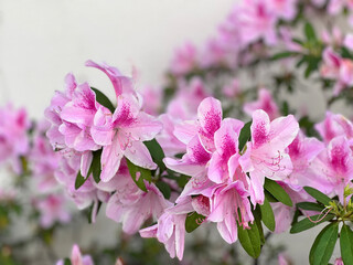 close up of pink azaleas