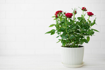 Houseplant mini rose with red flowers in a pot