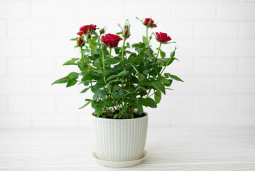 Houseplant rose with red flowers in a white pot