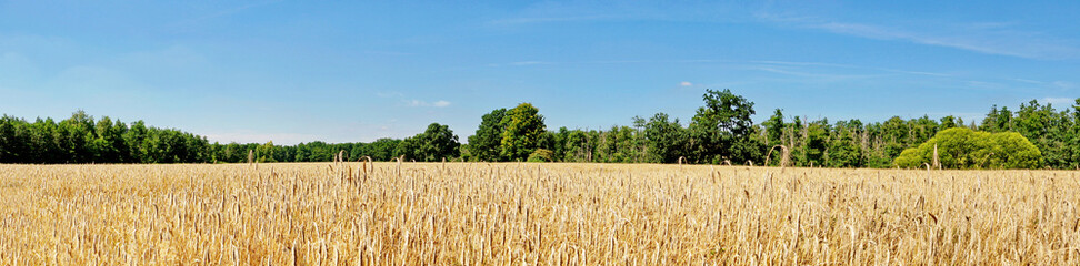 Fototapeta Getreidefeld mit Bäume im Sommer - Gerstenfeld am Waldrand Panorama obraz