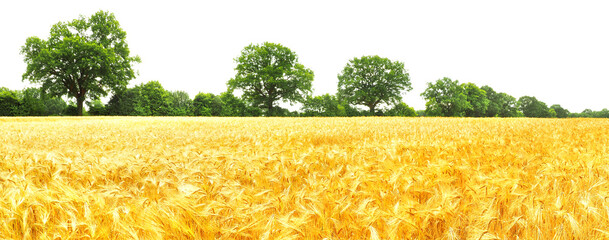 Roggenfeld im Sommer mit goldgelbem Getreide - Himmel Freigestellt, Isoliert