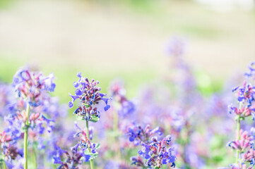 コモンセージの花