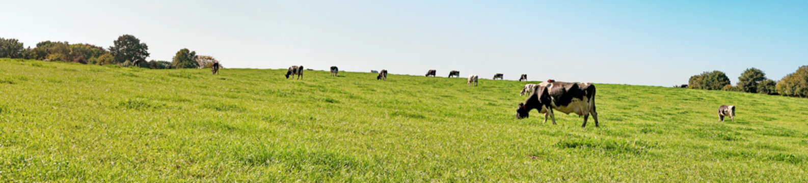 Kühe auf einer Weide im Sommer - Wiese Panorama