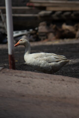 Pato de rancho