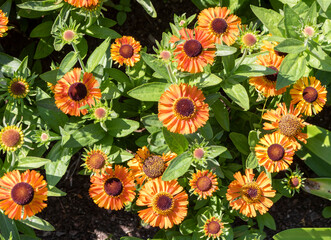 Bright yellow Helenium Autumnale flowers.