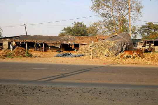 Landscape view of traditional village house with cow and hay on site in India