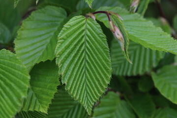 The first green leaves on the branches of a tree in spring