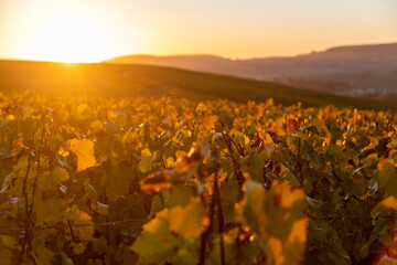 Lever de soleil un matin d'automne sur les vignes du vignoble de Champagne, dans le secteur de...