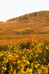 Lever de soleil un matin d'automne sur les vignes du vignoble de Champagne, dans le secteur de Vinay et Moussy, à quelques kilomètres d’Epernay, dans la Marne