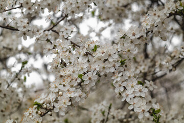 Cherry plum blossoms are in full bloom. Blooming cherry tree. In sspring.