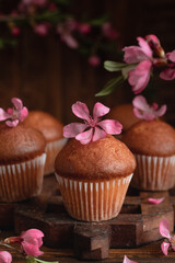 Fresh chocolate muffins with pink almond flower on a dark wooden background.