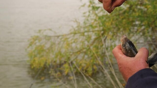 Close-up of the fisherman unhooking the fish he caught. In the background of the river and trees. Crucian carp fishing in the river. The concept of recreation and hobbies in nature