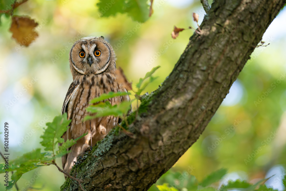 Aufkleber long-eared owl from a front sitting on a tree trunk with green leaves and blured sunny background. o