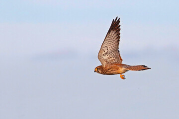 Common kestrel (Falco tinnunculus) flying with its wings wide open and cloudy background. Fast bird of prey in flight. Taken in Valladolid, Spain.