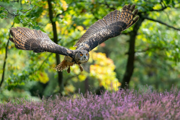 Euroasian eagle owl. A bird of prey flying over the heather. A sunny day in autumn colours with an owl with outstretched wings flying over purple flowers on the ground.