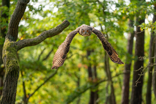 Flying euroasian eagle owl from a front in the green forest. Big owl flying to the camera.