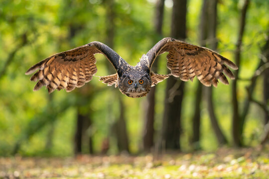 Euroasian eagle owl with wings spread around. Owl captured in the flight. Bubo bubo.