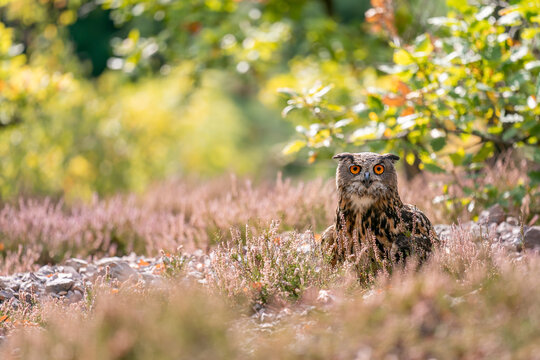 Euroasian eagle owl sitting in heather on rocky ground on a sunny autumn day