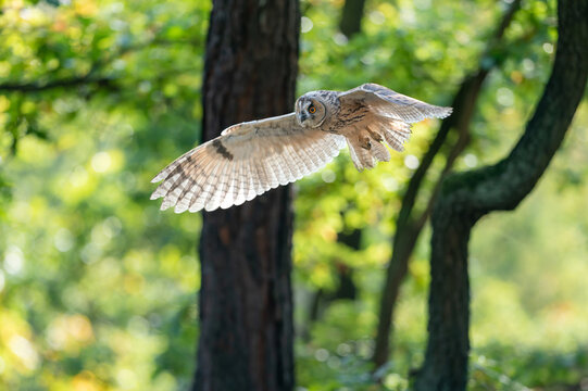 Long-eared owl flying above prey. Front side owl with spreaded wings. Backlighted feathers by sun. Asio altus.