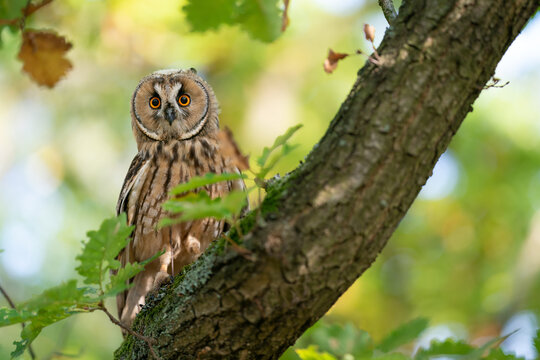 Long-eared owl from a front sitting on a tree trunk with green leaves and blured sunny background. Owl in natural autumn habitat.