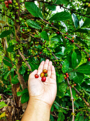 Red and green coffee beans in farmer hand macro close up view