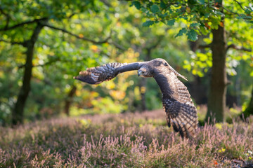 Red tailed hawk flying over the heather in a late winter deciduous forest on a sunny day. Raptor with spread wings.