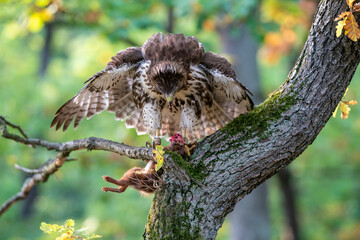 Raptor tearing up caught prey. Red tailed hawk with hunted red squirrel. Buteo jamaicensis.Sciurus vulgaris.