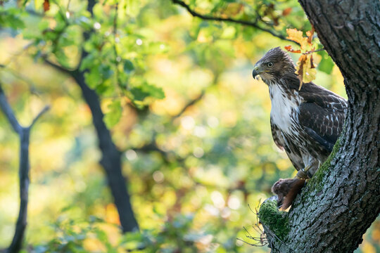 Raptor with his prey. Red tailed hawk with hunted red squirrel in autumn forest. Buteo jamaicensis.Sciurus vulgaris