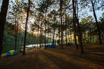 Pine Tree forest at Pang Oung Lake, Mae Hong Son Province, Northern Thailand