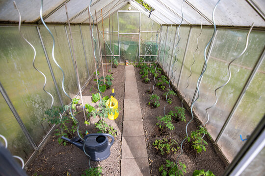 Bepflanztes Gewächshaus von innen mit Tomaten und Gurken Pflanzen