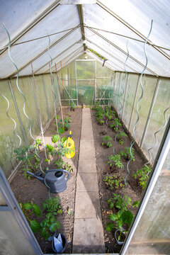 Gewächshaus von innen mit Tomaten und Gurken Pflanzen