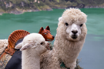 Portrait of a fluffy white alpaca looking at camera and its baby alpaca on the viewpoint of Quilotoa lake and volcano crater. Ecuador, South America