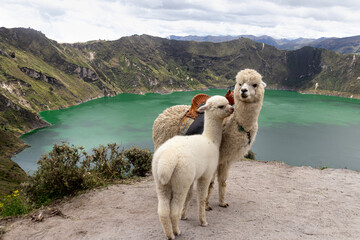 A fluffy white alpaca with baby alpaca on the viewpoint of Quilotoa lake and volcano crater....