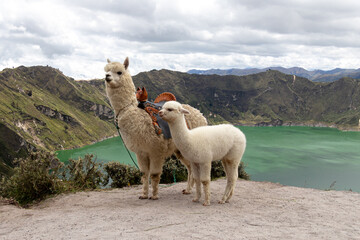 A fluffy white alpaca with baby alpaca on the viewpoint of Quilotoa lake and volcano crater....