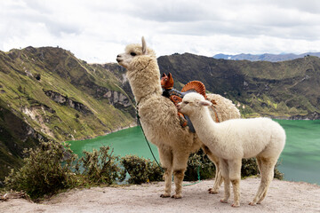 A fluffy white alpaca with baby alpaca on the viewpoint of Quilotoa lake and volcano crater....