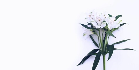 White flowers of alstroemeria on a white background. Delicate floral arrangement. Background for a greeting card.